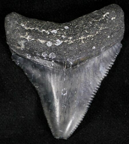 Serrated Juvenile Megalodon Tooth - Florida #21197